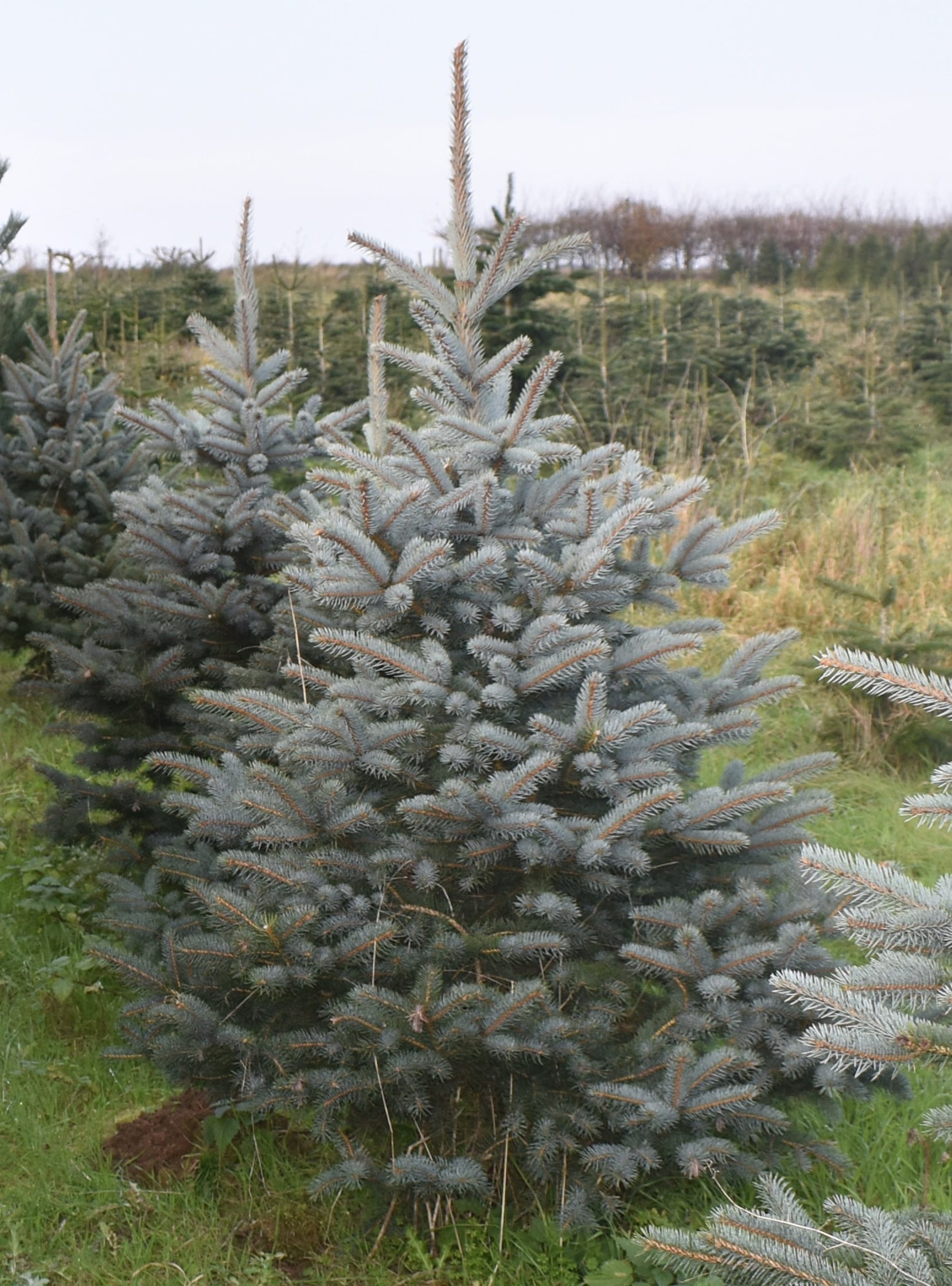 blue-spruce-1
