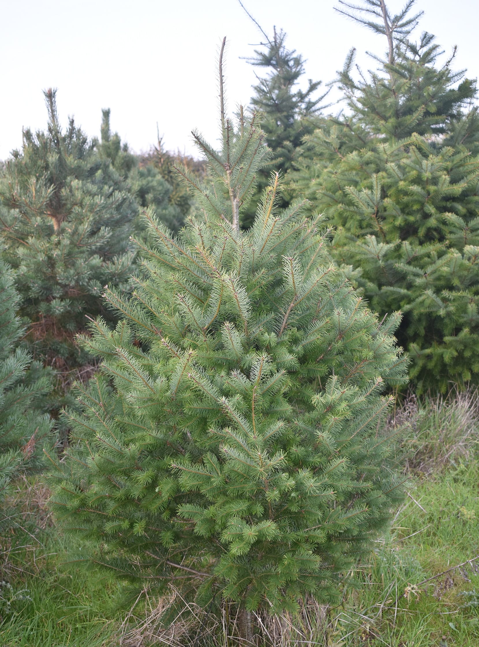 douglas-fir-1