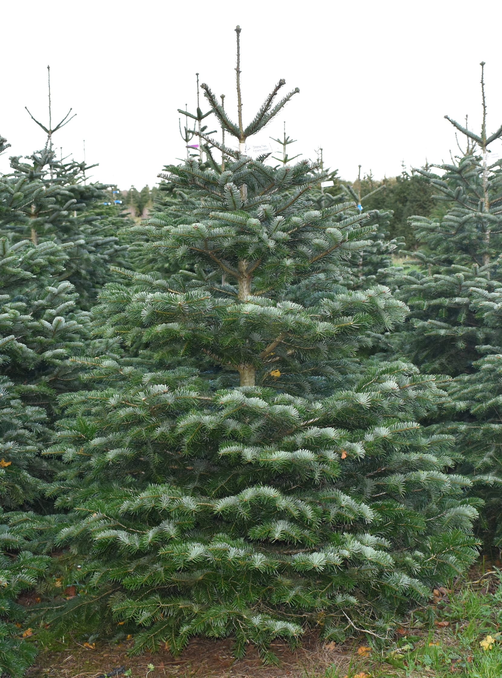 nordmann-fir-1