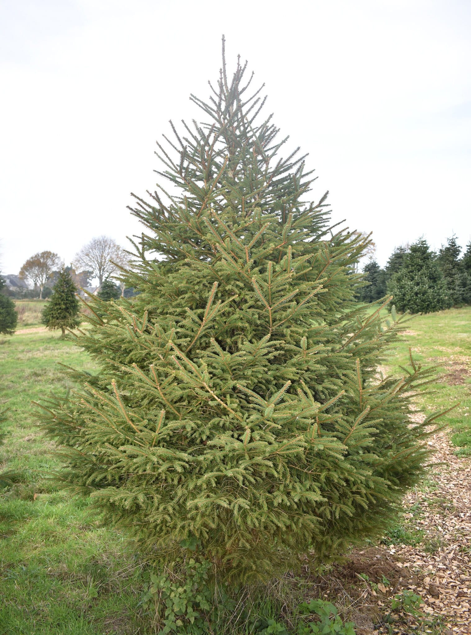 Norway Spruce Digby Farm