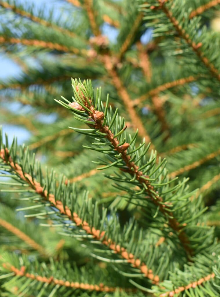 Norway Spruce Digby Farm