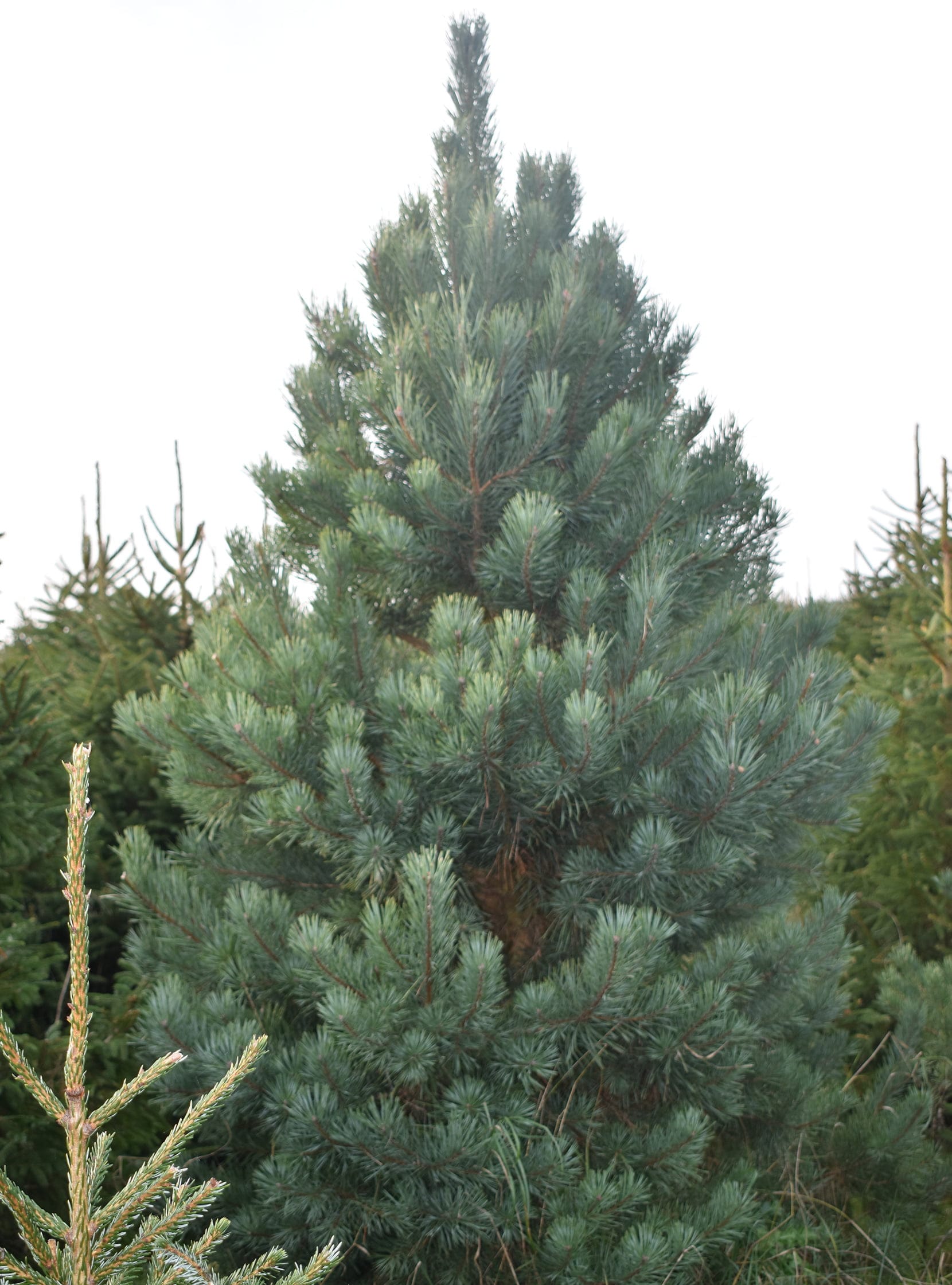 scots-pine-1