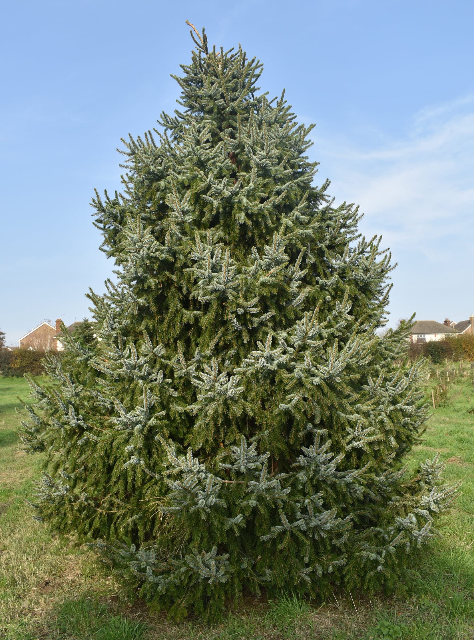 serbian-spruce-1